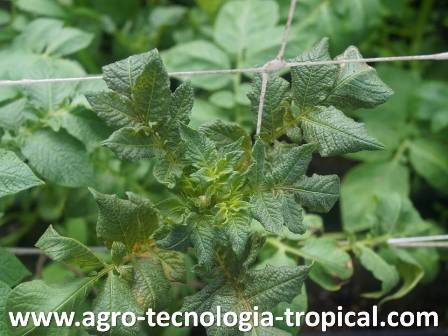 Acaros producen deformaciones cogollos de papa